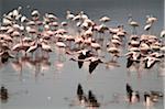 Lesser flamingos at Lake Nakuru, Kenya.