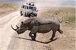 Safari minibus gives way to black rhinoceros, Lake Nakuru National Park, Kenya.