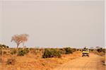 Game drive in Tsavo East National Park, Kenya, Africa.