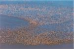 Large flocks of lesser flamingos feed on algae  in the shallow alkaline waters of Lake Logipi, in the Suguta Valley.