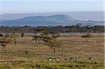 Common zebras in the early morning at Lake Nakuru National Park. Yellow-barked acacia trees are a feature of the vegetation of this park.