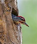 A Nubian Woodpecker peeps out of the hole leading to its nest, which it has made in the trunk of a dead acacia tree.