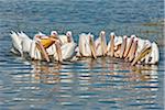 Große weiße Pelikane Band zusammen in kleinen Gruppen, in Lake Nakuru zu Fischen.