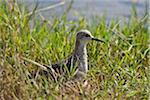 A Wood Sandpiper in Lake Nakuru National Park.