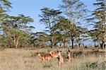 Male Impala at Lake Nakuru National Park. Yellow-barked acacia trees are a feature of the vegetation of this park.