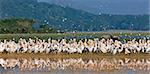 A lone Cape Buffalo stands behind a mass of Great White Pelicans while Grey-headed Gulls take to the wing at Lake Nakuru National Park,