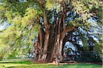 Nordamerika, Mexiko, Oaxaca Zustand, El Tule Baum, der größte Baum der Welten von Umfang