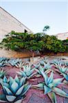 North America, Mexico, Oaxaca state, Oaxaca, garden in Santo Domingo church