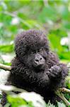 Young, gorille des montagnes, groupe Dridou, Mt Gahinga, Parc National des volcans, Rwanda.