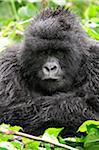 Gorille des montagnes de femelles adultes assis sous la pluie, groupe Dridou, Mt Gahinga, Parc National des volcans, Rwanda.