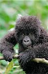 Junge Berggorilla, Kwitonda Gruppe, Mt Muhabura, Volcanoes Nationalpark, Ruanda.