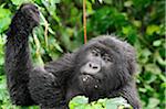 Adult mountain gorilla holding onto vine, Kwitonda Group, Mt Gahinga, Volcanoes National park, Rwanda.