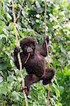 Young mountain gorilla swinging on vines, Kwitonda Group, Mt Gahinga, Volcanoes National park, Rwanda.