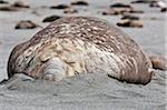 A male southern elephant seal sleeping on the beach at Right Whale Bay near the northeast tip of South Georgia.  They are the largest seals in the world; males can weigh up to four tons.