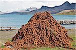 Eine massive Haufen rosten Anker-Kette ein Relikt aus der Zeit als Grytviken Südgeorgien s längste ausgeführt Walfangstation, von 1904 bis 1965 tätig war. In seiner Blütezeit beschäftigte es 300 Männer, vor allem norwegischer.