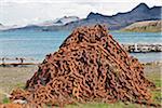 A massive pile of rusting anchor chain   a relic from the days when Grytviken was South Georgia s longest running whaling station, operating from 1904 until it closed in 1965. In its heyday, it employed 300 men, mostly Norwegian.