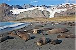 Gold Harbour ist eine herrliche Amphitheater von Gletscher und Gipfel Schnee-bedeckt mit einer riesigen Anzahl von südliche See-Elefanten und König Penguins auf seiner dunklen Kiesstrand.