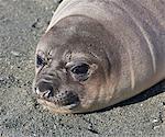 A Southern Elephant Seal pup at Gold Harbour.