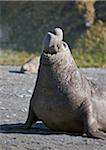 Eine männlich Southern Elephant Seal setzt auf einem Display, Frauen anzuziehen. Ihre kleinen Ausbuchtungen Stamm-wie sind der Grund für ihren Namen.