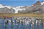 Gold Harbour is a magnificent amphitheatre of glaciers and mountains with around 25,000 breeding pairs of King Penguins. The unfledged chicks have brown down which will change to adult plumage within a year of being born.