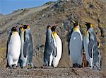 King Penguins at Gold Harbour which is a magnificent amphitheatre of glaciers and snow- covered peaks with around 25,000 breeding pairs of these most attractive penguins.