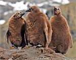Manchot royal espèce poussins à Gold Harbour, qui est à la maison à environ 25 000 couples nicheurs de ces pingouins plus attrayants. Les poussins perdront leur duveteux brun vers le bas environ un an après la naissance.