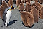 A King Penguin unfledged chick begs food from its mother. The chicks will lose their fluffy brown down a year after being born at which time they will begin to fend for themselves.