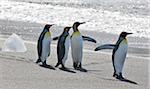 King Penguins waddle le long de la plage de sable sombre à Gold Harbour qui est un magnifique amphithéâtre de glaciers et de neige - couvertes pics avec environ 25 000 couples nicheurs de ces pingouins plus attrayants.