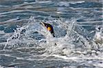 A King Penguin leaves shore at Gold Harbour. They spend up to 75% of their time at sea and will dive more than 150 feet in search of food, especially krill.