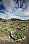 Vignobles traditionnels à La Geria, où les vins sont produits dans un sol de cendres volcaniques. Lanzarote, îles Canaries