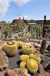 Jardin de Cactus (Cesar Manrique). Lanzarote, Canary islands