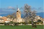 Almond Blossom nearby Algaida, Majorca, Balearics, Spain