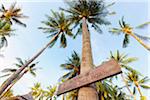 Thailand, Ko Samui, Chaweng beach, Sign on palm tree