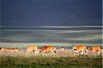 Troupeau d'élans paissant dans le cratère de Ngorongoro, Tanzanie.