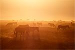 Steppenzebra silhouetted bei Sonnenaufgang im Ngorongoro Crater, Tansania.