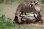 Zebra poulain whinnies comme sa mère poussière-baigne, le cratère de Ngorongoro, Tanzanie