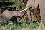 Afrikanischer Elefant mit jungen, Ngorongoro Crater, Tansania.