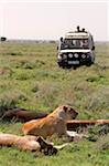 Safari vehicle approaching pride of lions in  Serengeti National Park, Tanzania.