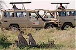 Safari vehicles parked near a family of cheetahs (mother and cubs) in Serengeti National Park, Tanzania.