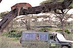 Safari vehicle with lion asleep in a tree, Ndutu region, Serengeti National Park, Tanzania.