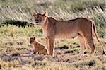 Lioness with six-week-old cub in the Ndutu region of Serengeti National Park, Tanzania.