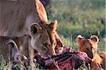 Lionne et oursons sur un gnou tuent dans la région de Ndutu du Parc National du Serengeti en Tanzanie.