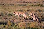 Guéparde et chatons traque des proies sur les plaines d'herbe courte de la région de Ndutu, Parc National du Serengeti en Tanzanie.