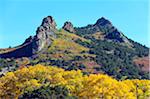 L'Amérique du Nord, USA, Etats Unis d'Amérique, Colorado, peuplier faux-trembles couleurs de l'automne