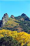 L'Amérique du Nord, USA, Etats Unis d'Amérique, Colorado, peuplier faux-trembles couleurs de l'automne