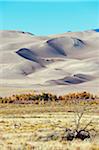 L'Amérique du Nord, USA, Etats Unis d'Amérique, Colorado, grand parc National des Dunes de sable, le cerf-mulet