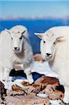 North America, USA, United States of America, Colorado, mountain goat (antelope) in winter coats on 14er Quandary Peak