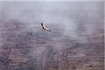 Yemen, Sana'a Province, Bokhur Plateau. A Griffon Vulture soars against a cliff face.