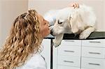 Chien caresser vétérinaire au bureau