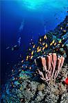 Sponge and fish in the Red Sea, Egypt